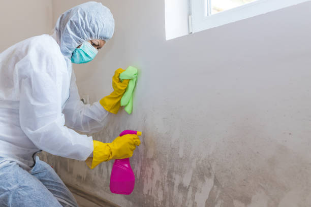 Trusted Ebensburg, PA Mold Removal Experts